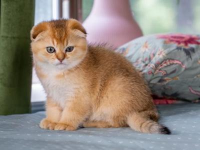 Archie - Scottish Fold - Gallery Photo #1