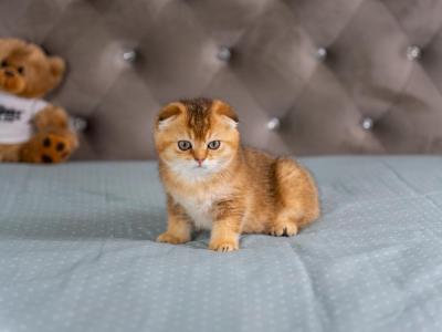 Honey - Scottish Fold - Gallery Photo #1