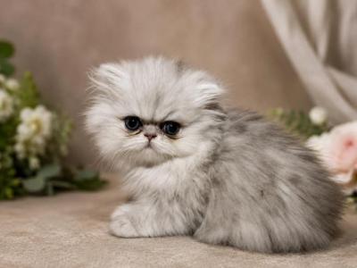 Chinchilla Persian Female - Persian - Gallery Photo #1