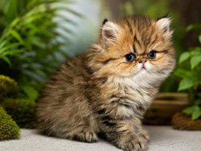 Tiger Persian Female - Persian - Gallery Photo #1