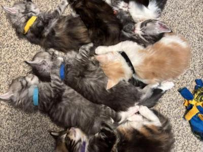 April Litter - Maine Coon - Gallery Photo #1