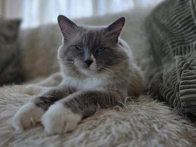 Berlioz - Ragdoll - Gallery Photo #1
