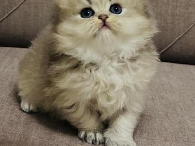 British LONGHAİR - British Shorthair - Gallery Photo #1