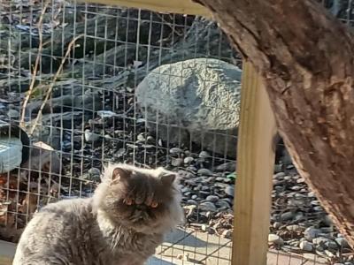Cfa Chocolate Carrier Blue Intact Male - Persian - Gallery Photo #1