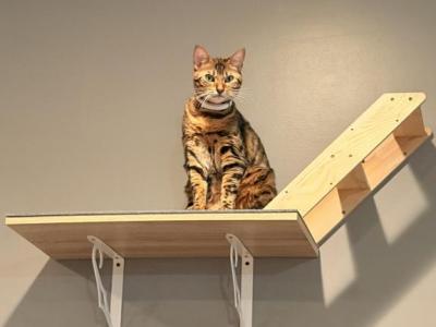 Tiger Lily - Bengal - Gallery Photo #1