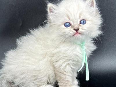 Neva Masquerade Kittens - Siberian - Gallery Photo #1