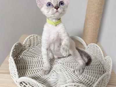 KK - Devon Rex - Gallery Photo #1