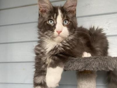 Blue Eyes Maine Coon Male - Maine Coon - Gallery Photo #1