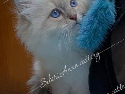 Jellybean - Siberian - Gallery Photo #1
