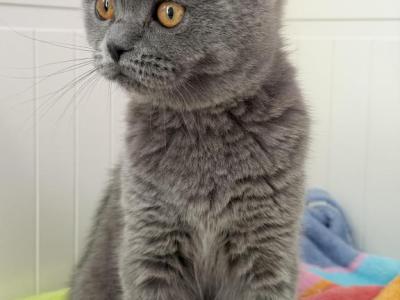 Linda - Scottish Fold - Gallery Photo #1