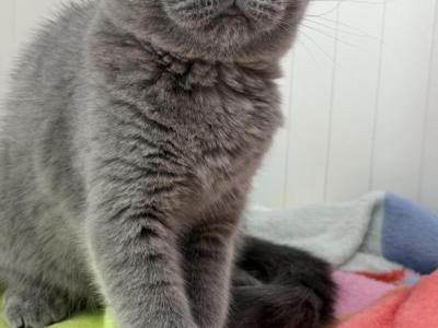 Jasmin - Scottish Fold - Gallery Photo #1