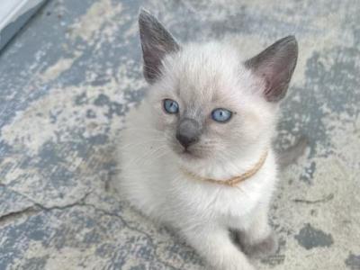 Kitty Boy - Siamese - Gallery Photo #1