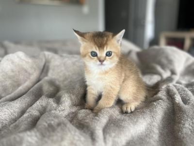 Louie - Scottish Straight - Gallery Photo #1