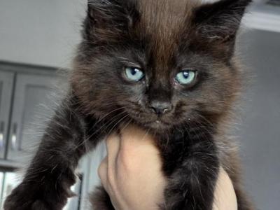 Onyx - Maine Coon - Gallery Photo #1