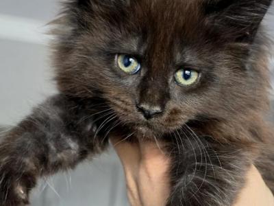 Raven - Maine Coon - Gallery Photo #1