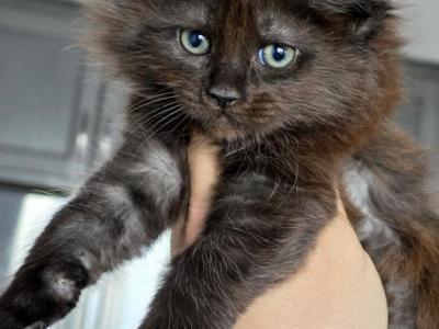 Midnight - Maine Coon - Gallery Photo #1