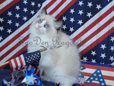 Scout - Ragdoll - Gallery Photo #1