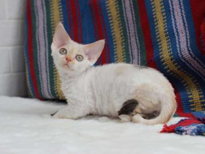 Zara - Devon Rex - Gallery Photo #1