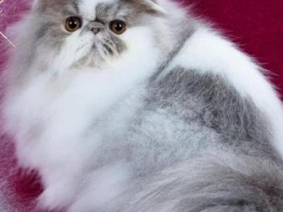Persians Kennedy And Kingston - Persian - Gallery Photo #1