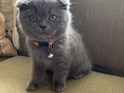 Molly - Scottish Fold - Gallery Photo #1