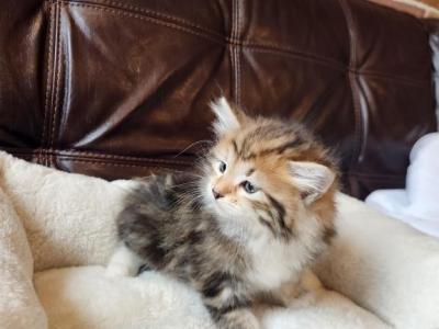 Hunter - Siberian - Gallery Photo #1