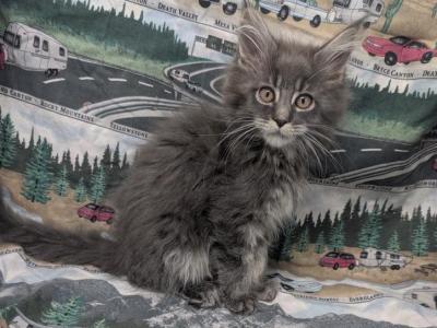 Blue Smoke Tabby - Maine Coon - Gallery Photo #1