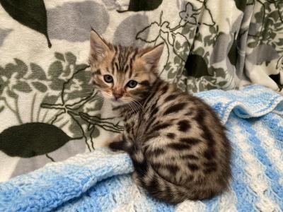 Bengal Savannah - Bengal - Gallery Photo #1