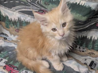 Silver Red Shaded Cameo Male - Maine Coon - Gallery Photo #1