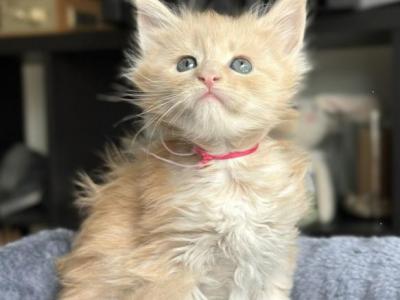 A - Maine Coon - Gallery Photo #1