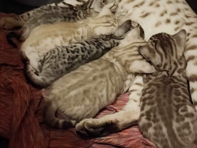 Sunshine - Bengal - Gallery Photo #1