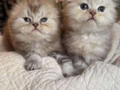 Chocolate Marble - Scottish Fold - Gallery Photo #1