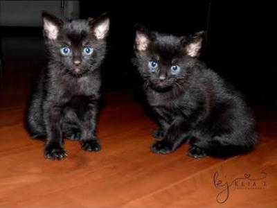 Smokie And Midnight - Domestic - Gallery Photo #1
