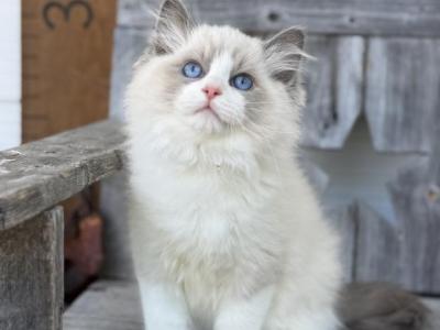 Theodore - Ragdoll - Gallery Photo #1