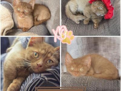 Kupcake - Munchkin - Gallery Photo #1
