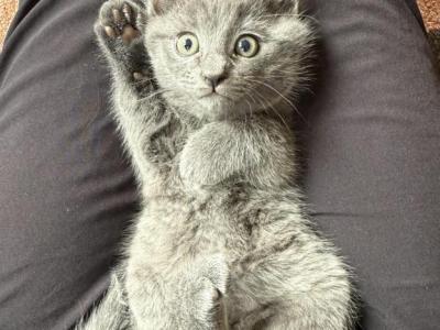 Cute Russian Blues - Russian Blue - Gallery Photo #1