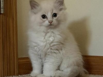 Smooch & Littermates - Ragdoll - Gallery Photo #1