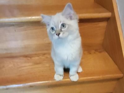 Bonnie - Ragdoll - Gallery Photo #1