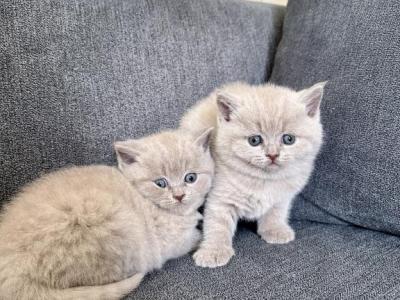 Lilac British Shorthair Kittens Fall 26 - British Shorthair - Gallery Photo #1