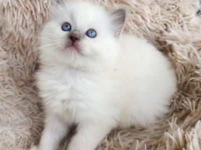 Ragdoll Kittens Registration Available - Ragdoll - Gallery Photo #1