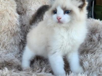 TICA Registered Ragdoll Kittens - Ragdoll - Gallery Photo #1