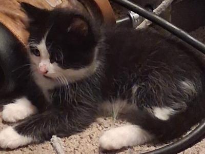 Louie - Domestic - Gallery Photo #1