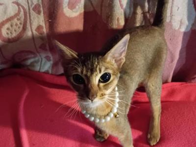 Ruddy Puma - Abyssinian - Gallery Photo #1