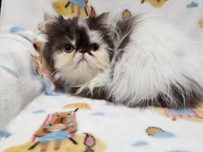 Chocolate Van Bicolor Boy - Persian - Gallery Photo #1