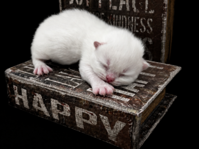 Kingslo Persian Kittens - Persian - Gallery Photo #1