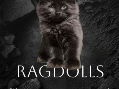 Mountain Ragdolls - Ragdoll - Gallery Photo #1