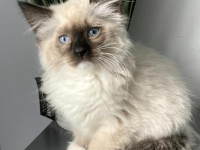 Ragdoll Girl Seal Point Mitted - Ragdoll - Gallery Photo #1