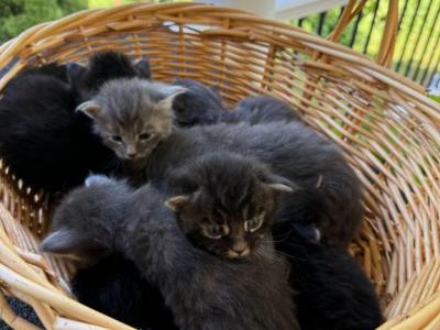Lola Litter - Maine Coon - Gallery Photo #1