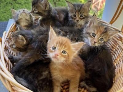 Lucy Litter - Maine Coon - Gallery Photo #1