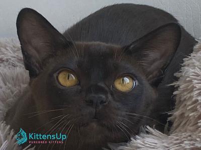 Relaks - Burmese - Gallery Photo #1