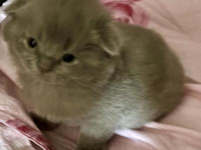 Boss - Scottish Fold - Gallery Photo #1